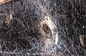 Amaurobius_ZZXYX_D8292_Z_89_Les Gris_Frankrijk
